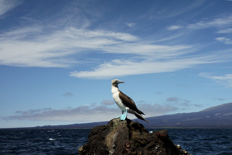 galapagos